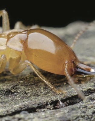 Traitement des termites