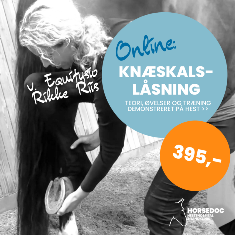 Online Kursus: Knæskalslåsning (teori, øvelser & træning)