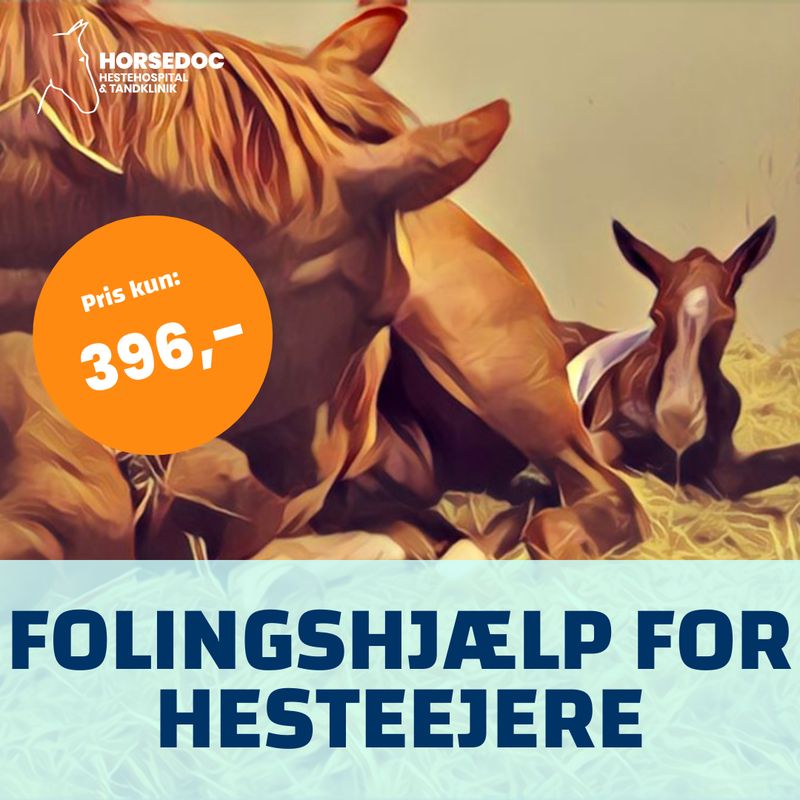 Online Kursus: Folingshjælp for hesteejere