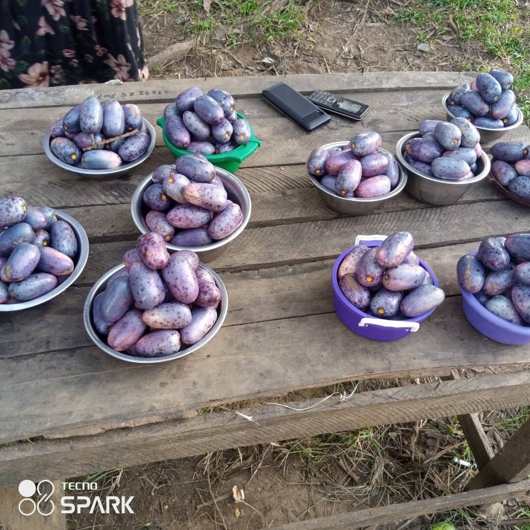 PERA AFRICANA