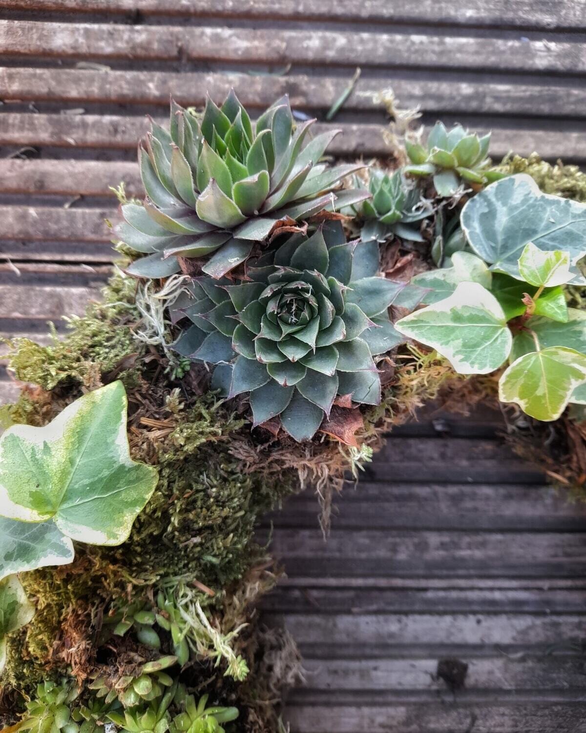Sedum &amp; Ivy Wreath
