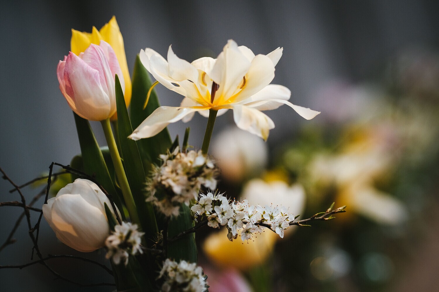 Perennial spring tulip 