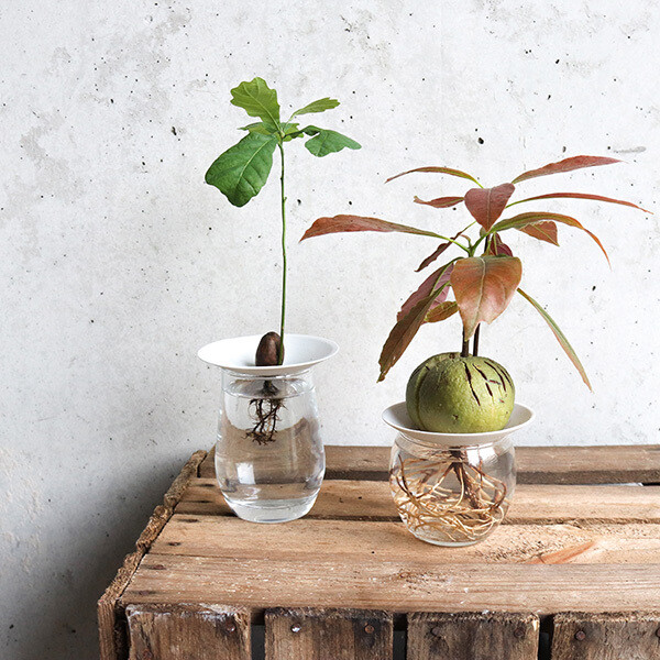 Botanopia Deluxe Germination Gift Box 