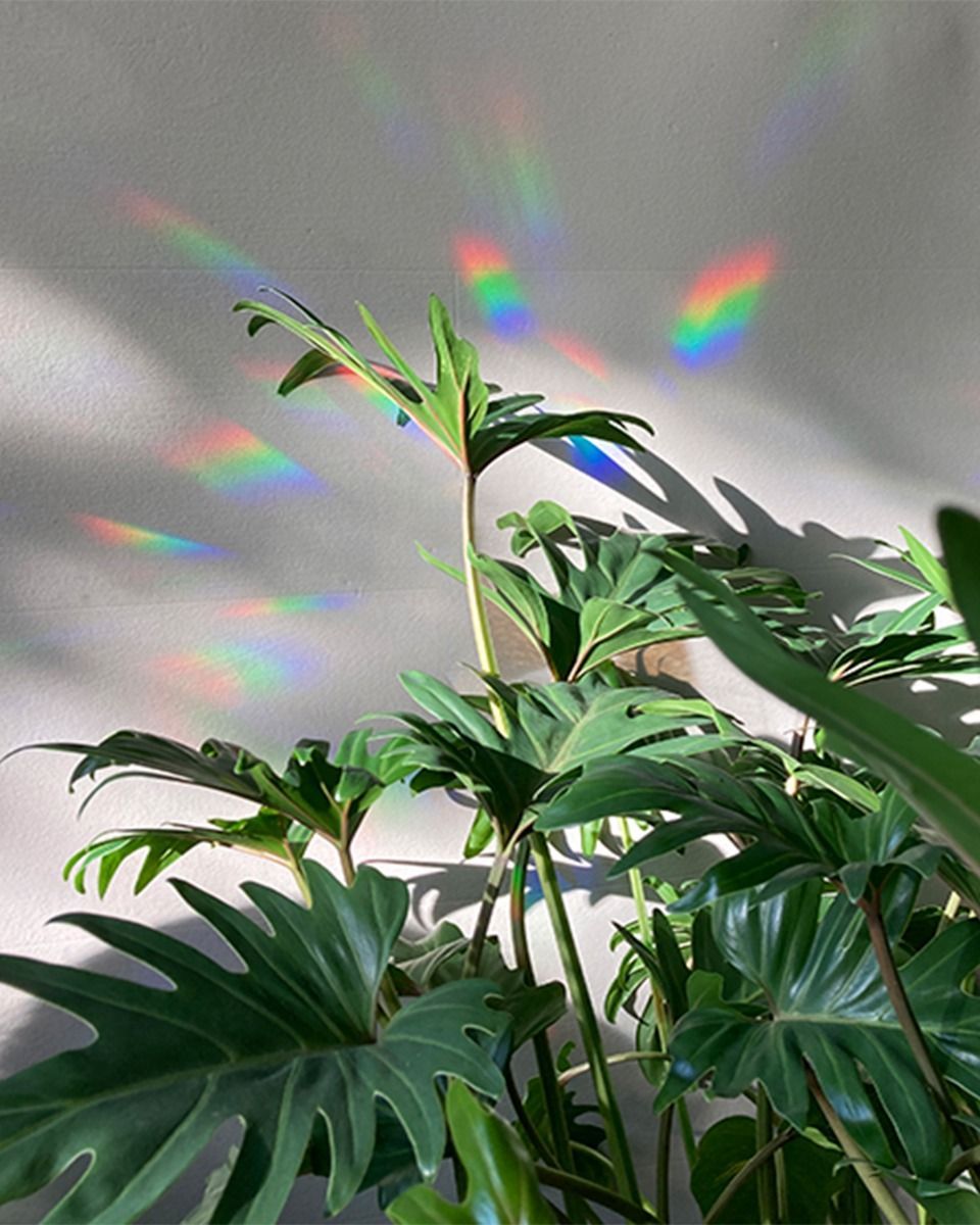 Rainbow Maker - 8m mini wildflowers stickers for your window