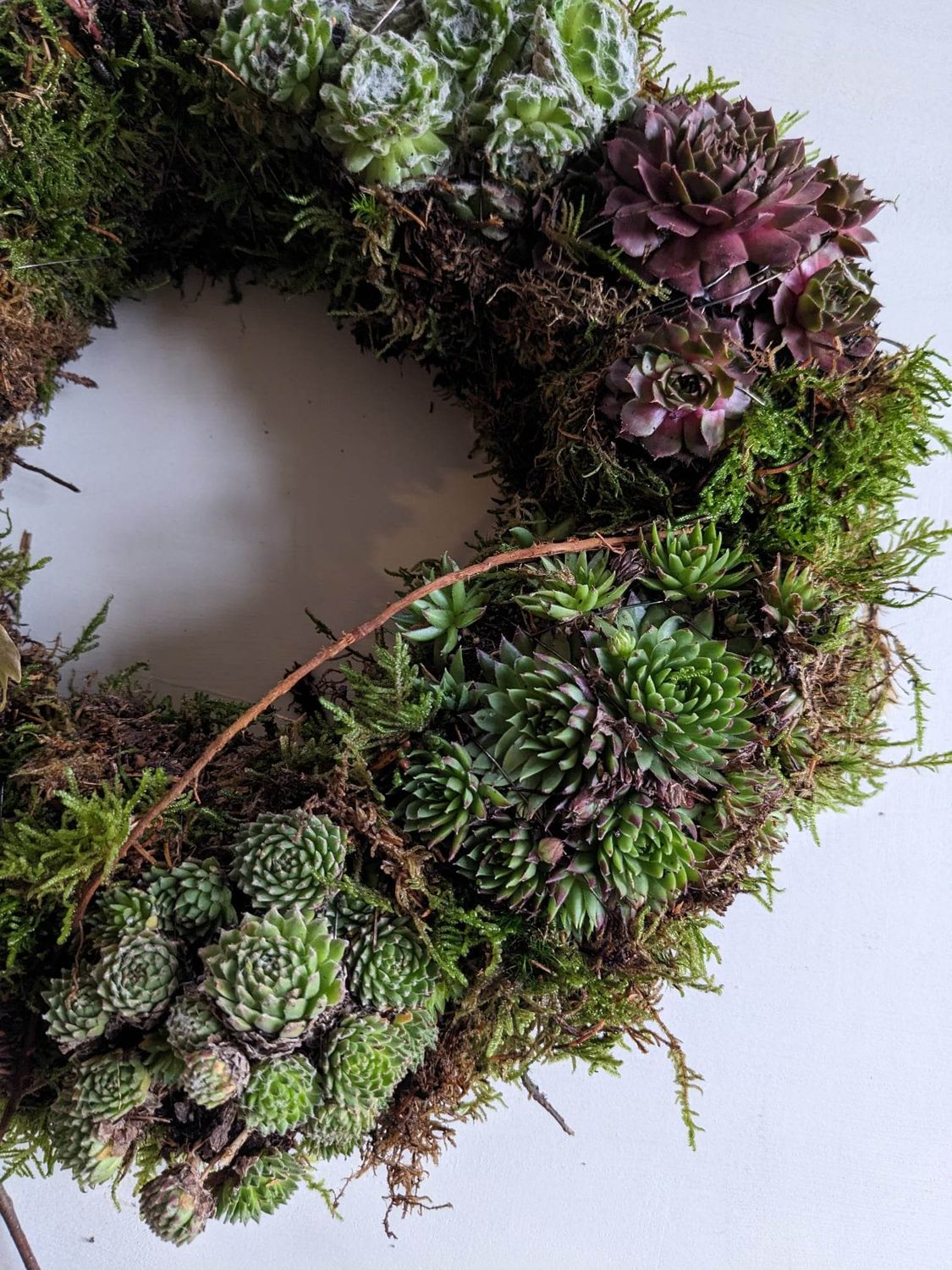 Sedum &amp; Ivy Wreath