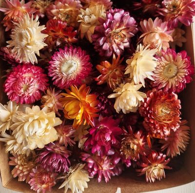 Dried Helichrysum, Loose Strawflower Heads, Mixed Colours