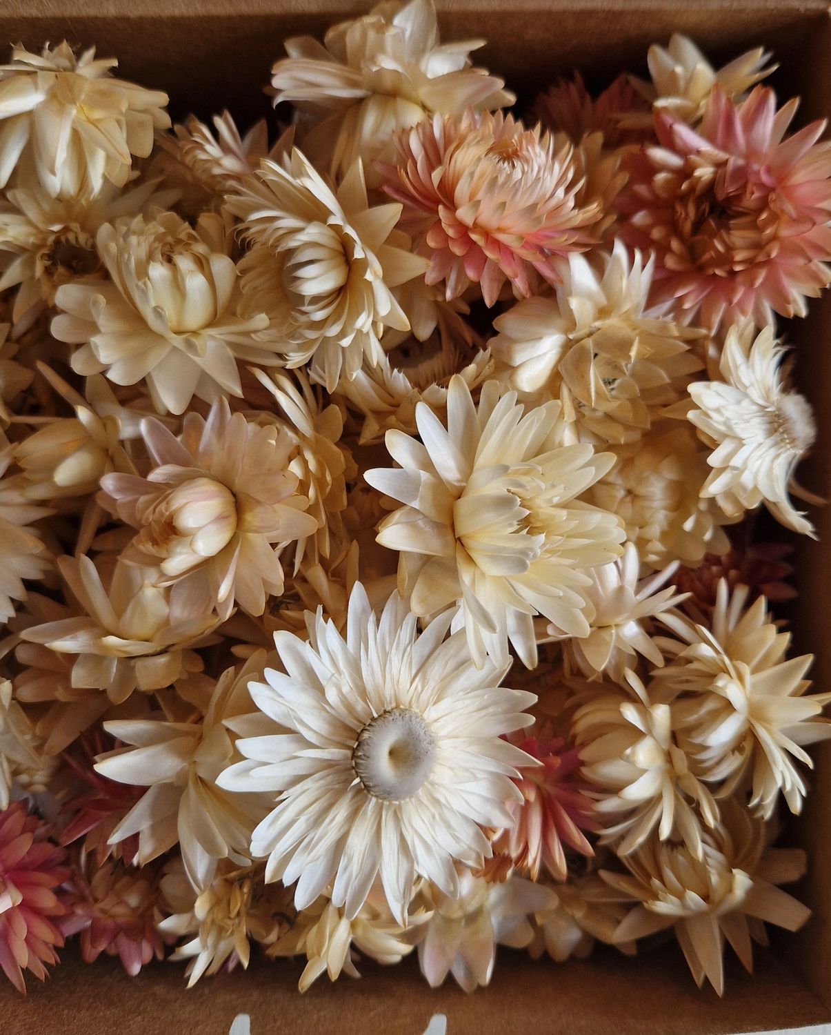 Dried Helichrysum, Loose Strawflower Heads, White &amp; Pale Pink Mix