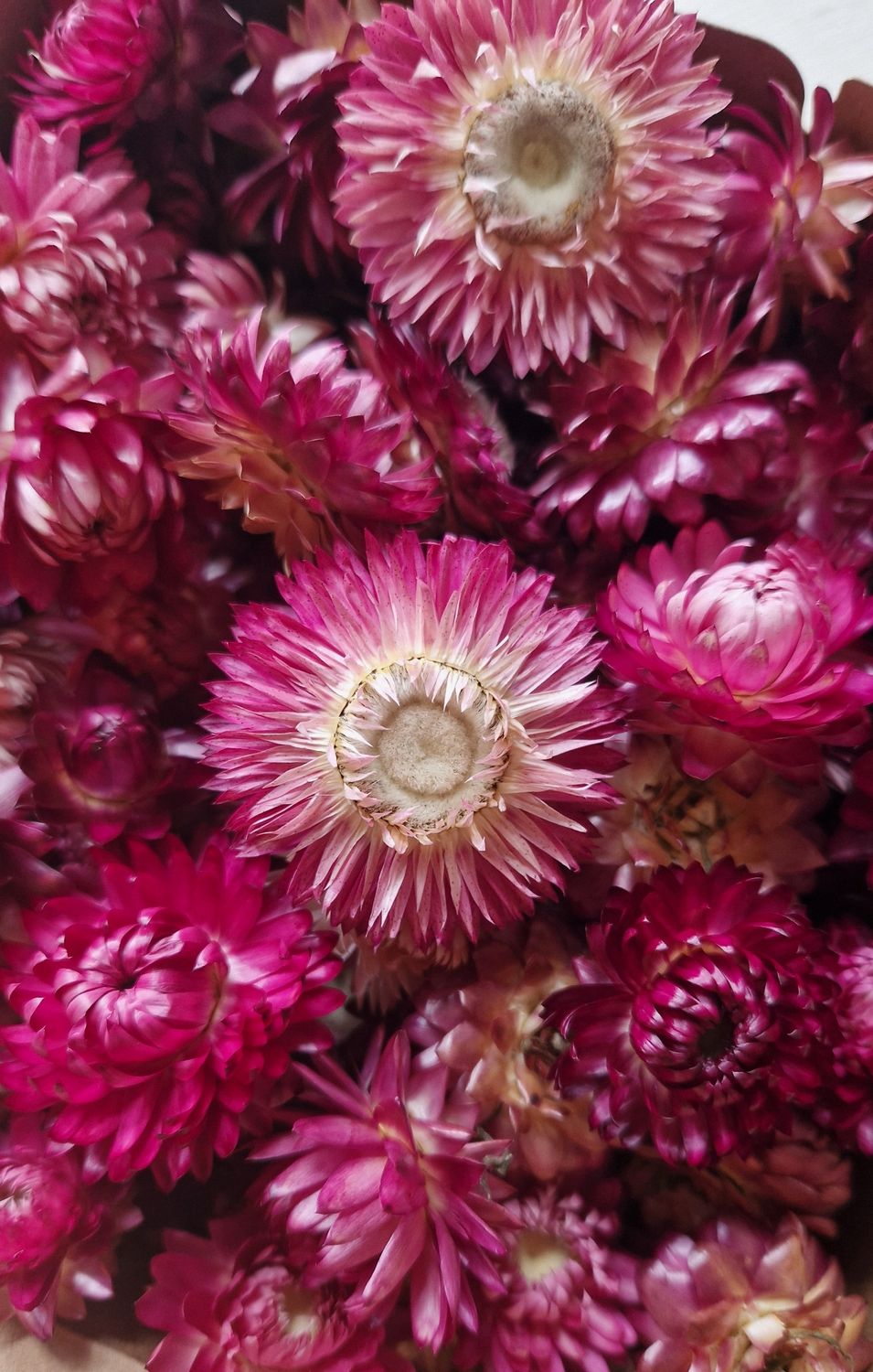 Dried Helichrysum, Loose Strawflower Heads, Deep Pink Mix