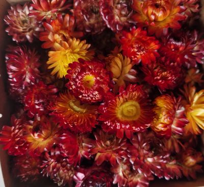 Dried Helichrysum, Loose Strawflower Heads, Oranges &amp; Reds Mix