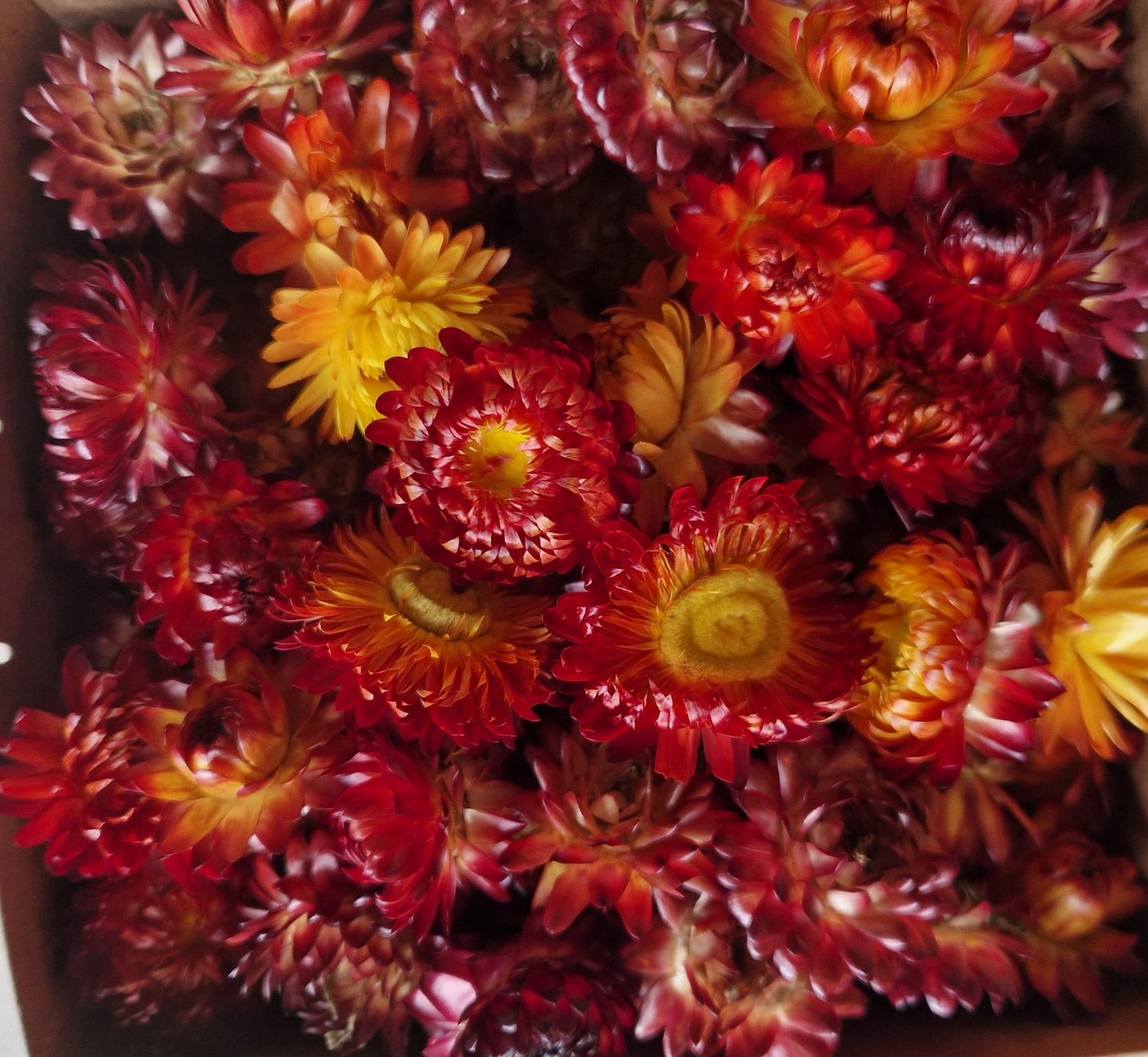 Dried Helichrysum, Loose Strawflower Heads, Oranges &amp; Reds Mix