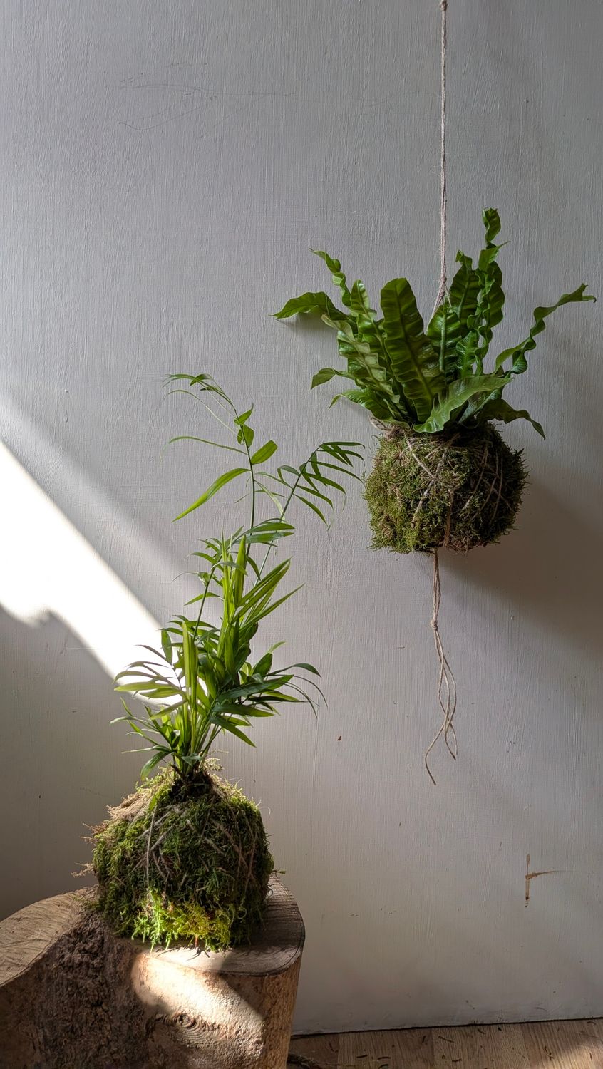 How to Make a Kokedama