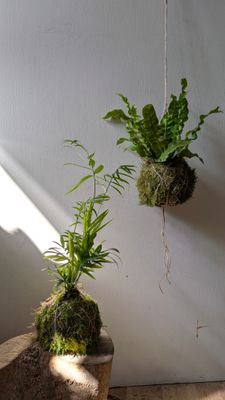How to Make a Kokedama