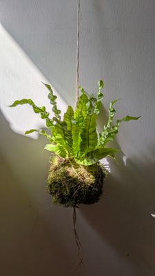 How to Make a Kokedama