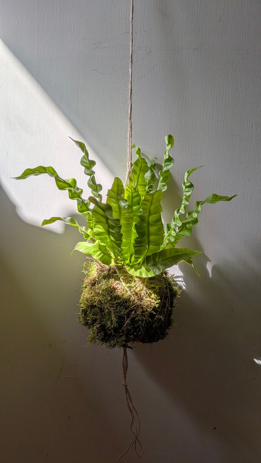 How to Make a Kokedama