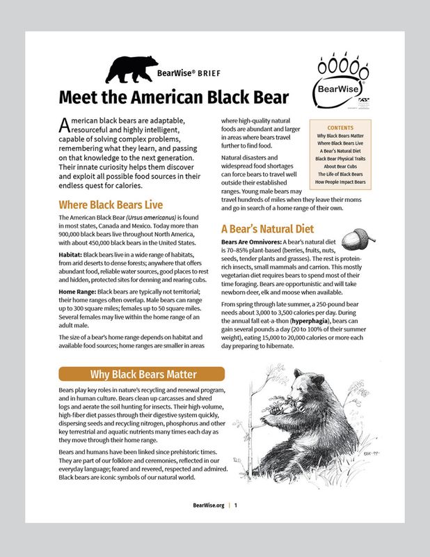 Meet the American Black Bear