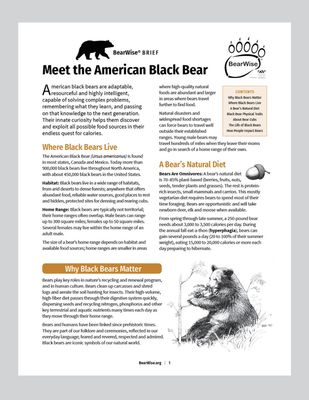 Meet the American Black Bear