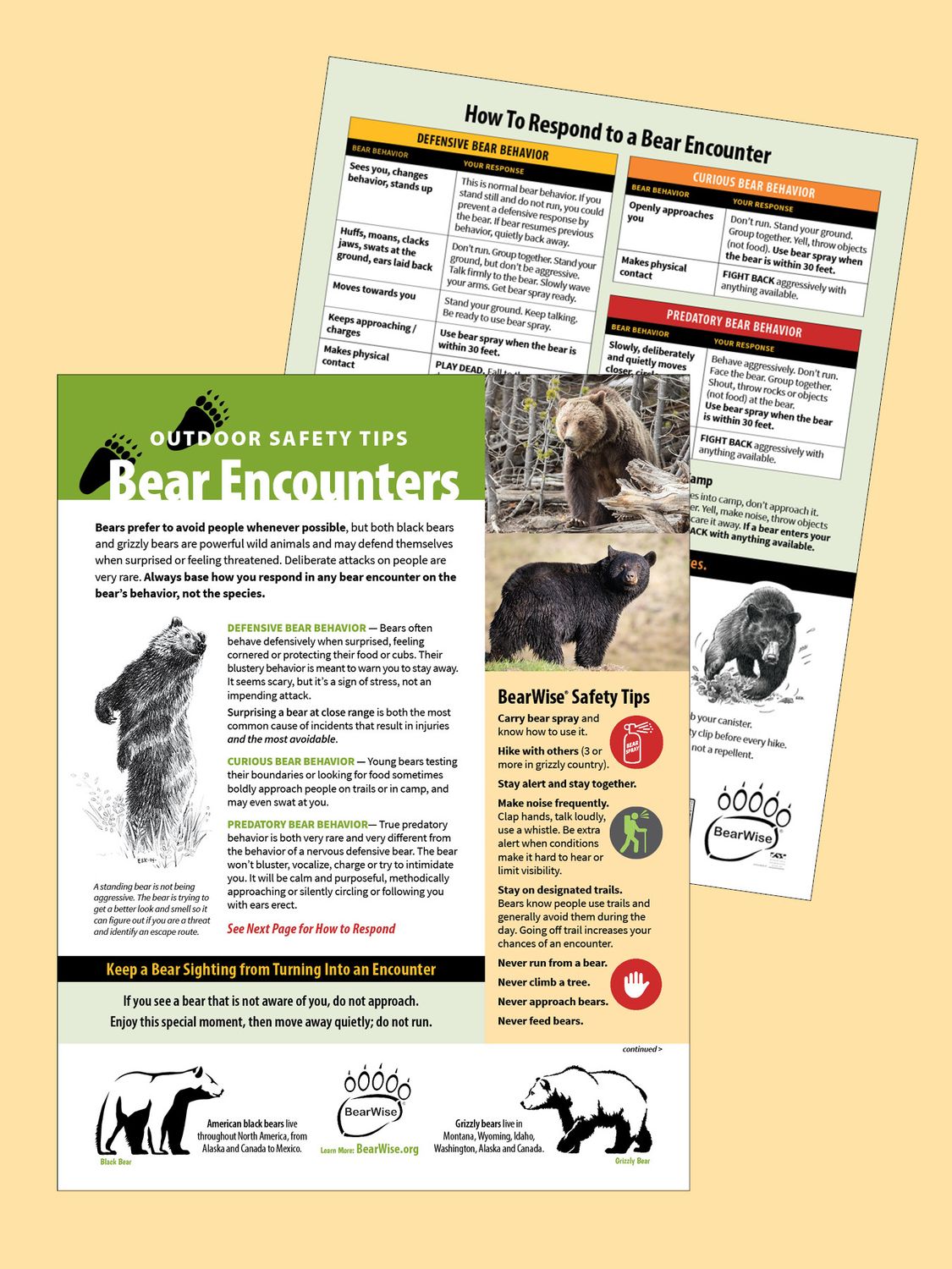 Bear Encounters - Outdoor Safety Tips