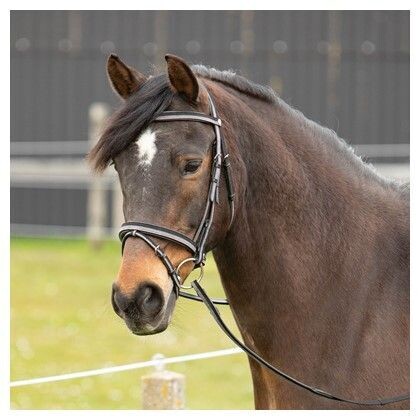 Two-tone bridle