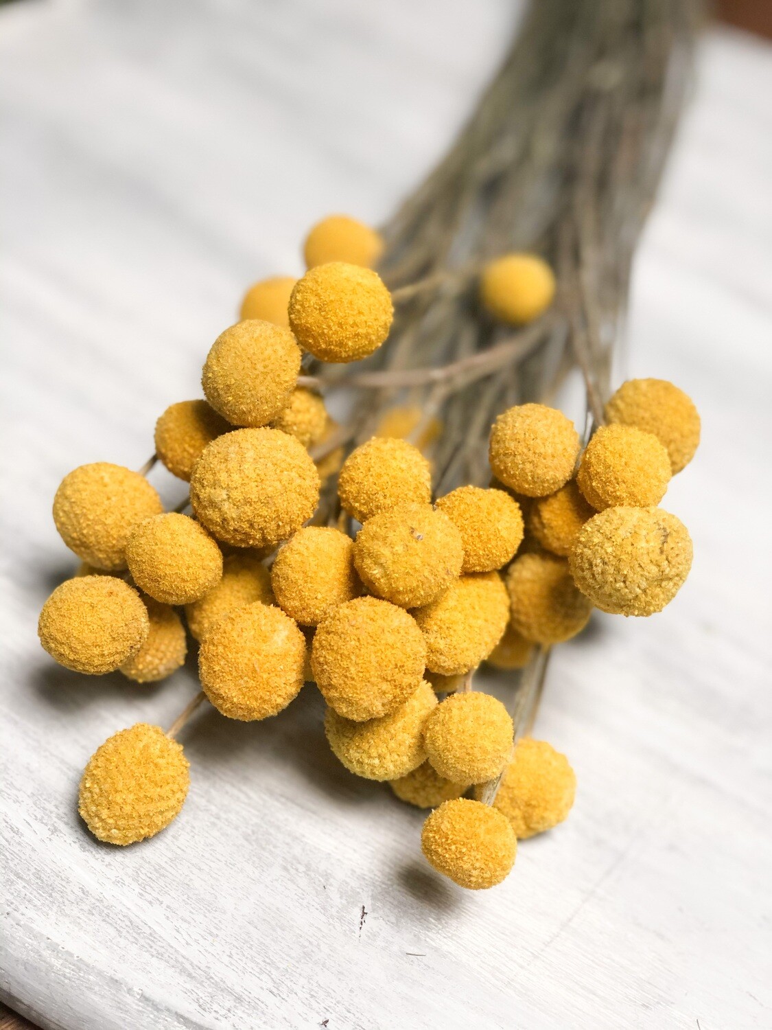 Dried Flower bunch - Craspedia (billy balls)