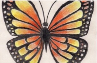 Orange Butterfly Greeting Card Single