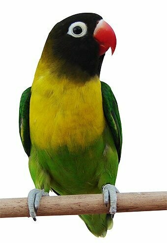 AGAPORNIS PERSONATA