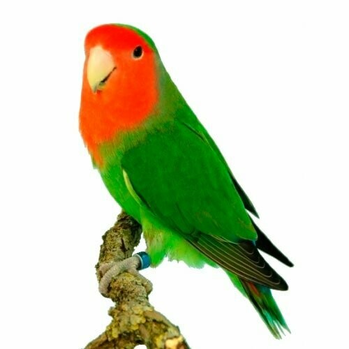 AGAPORNIS ROSICOLI