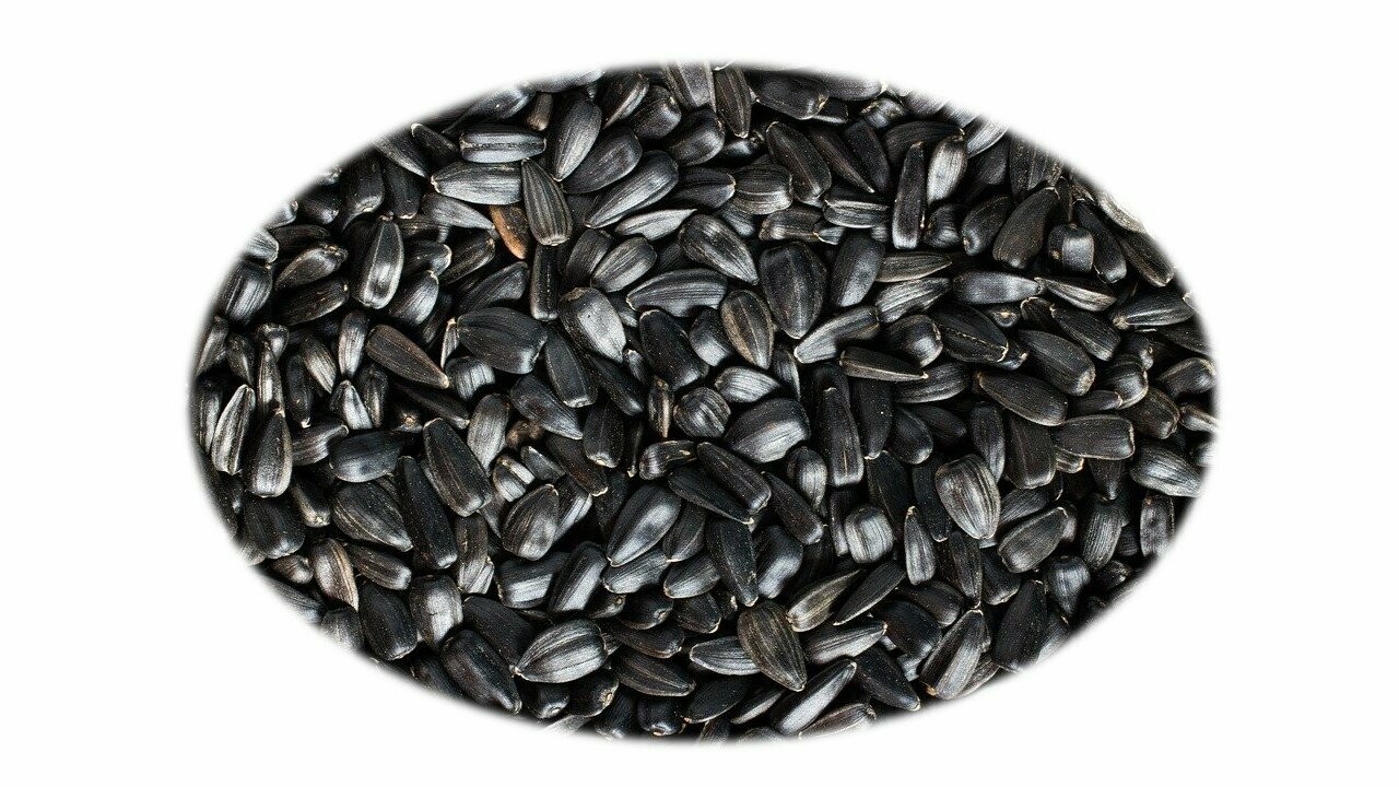 PIPA NEGRA