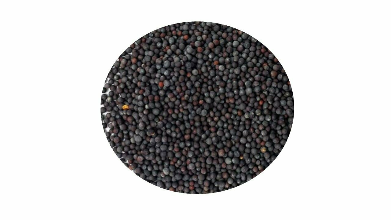 COLZA NEGRA