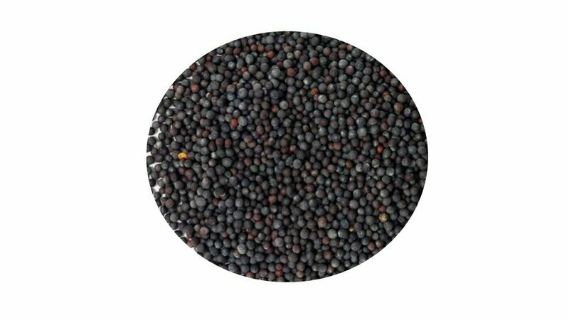 COLZA NEGRA