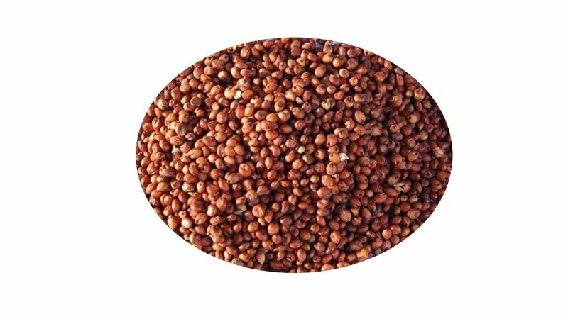 SORGO ROJO