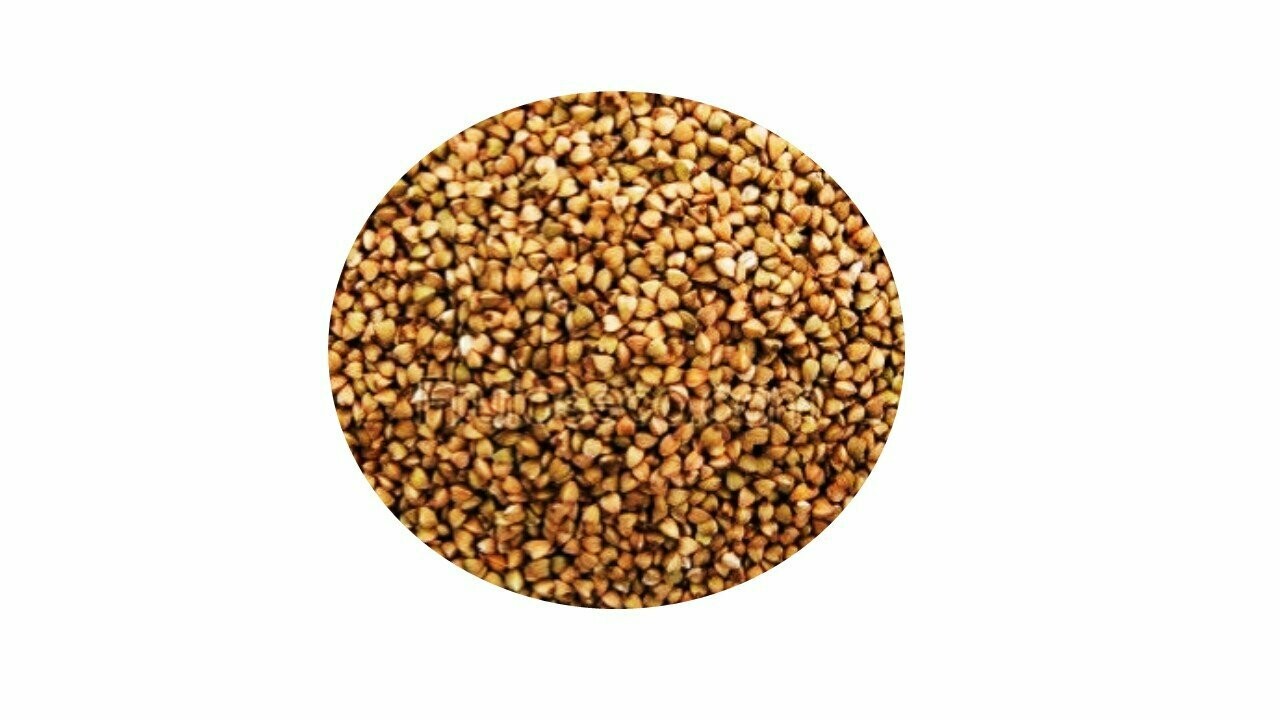 TRIGO SARRACENO