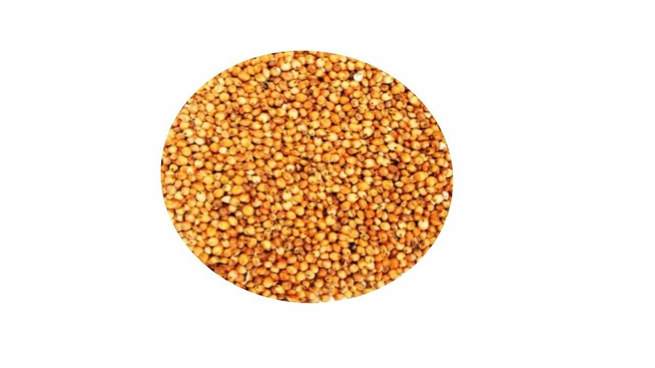 SORGO BLANCO (DARY)