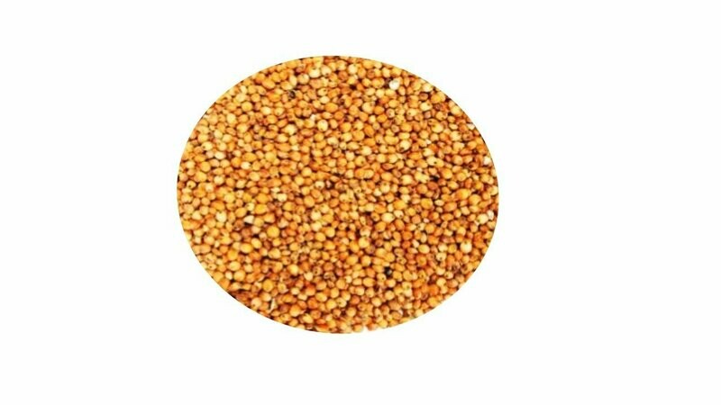 SORGO BLANCO (DARY)