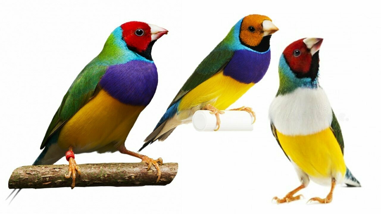 DIAMANTE GOULD
