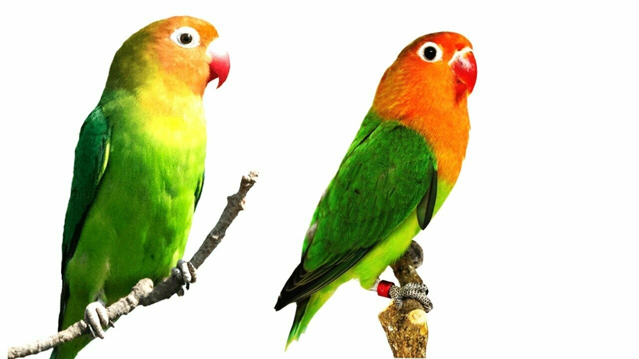 AGAPORNIS FISHER