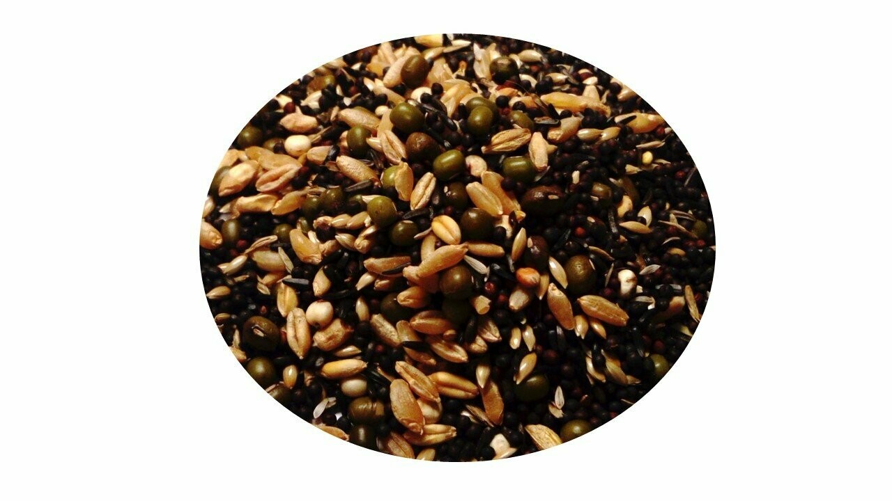 SEMILLA DE GERMINAR SEMILLA DE GERMINAR
