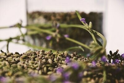 SEMILLAS PLANTAS MEDICINALES