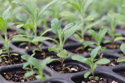 ALIMENTACIÓN ECOLÓGICA