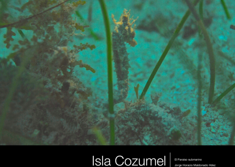 Book of Cozumel underwater nature