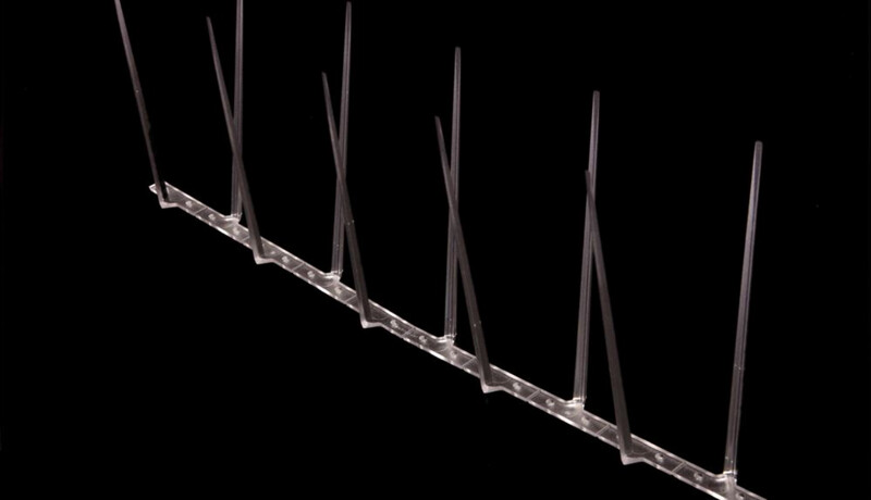 Fuglepigg Standard 4 POLY.