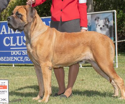 Show Ring