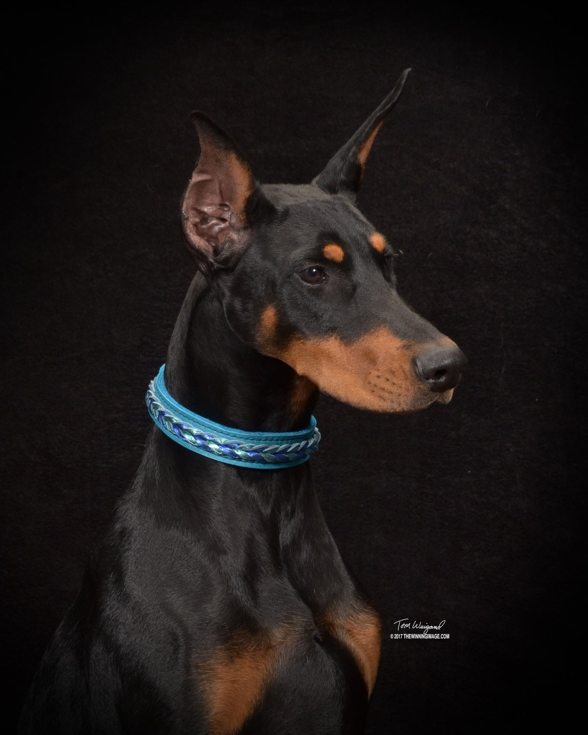 20 Herringbone Braided Leather Buckle Collar Dogsports