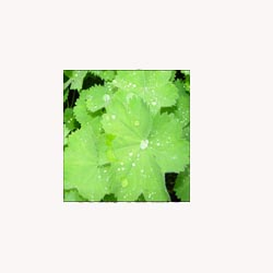 Lady's Mantle