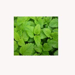 Lemonbalm
