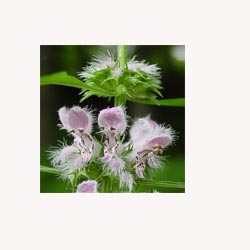 Motherwort