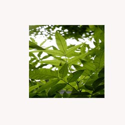 Neem Leaf