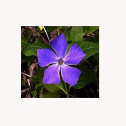 Periwinkle