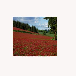 Red Clover