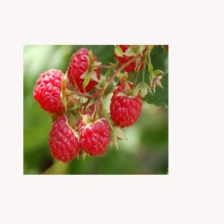 Red Raspberry