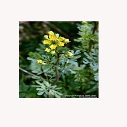 Goat&#39;s Rue Herb - Powder